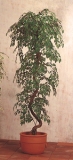 Pflanze knstlich Ficus